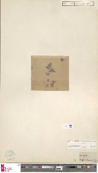 Hymenophyllum nitidulum image