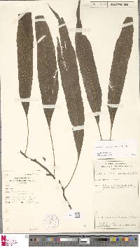 Microsorum rampans image