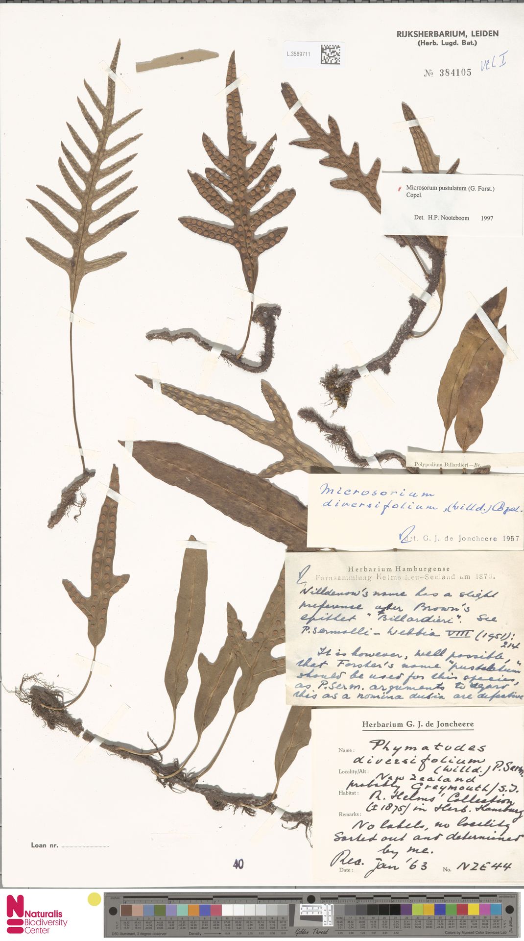 Phymatosorus pustulatus subsp. pustulatus image