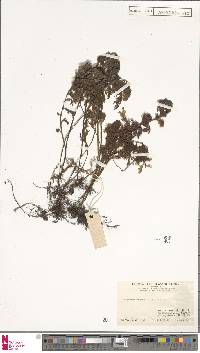 Hymenophyllum badium image