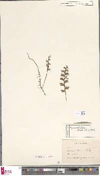 Image of Hymenophyllum caudiculatum