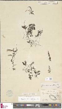 Hymenophyllum macrothecum image