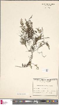 Hymenophyllum javanicum image