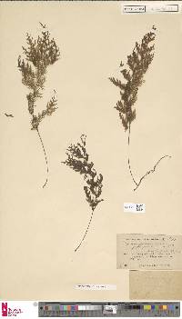 Hymenophyllum junghuhnii image