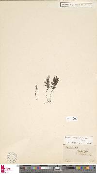 Hymenophyllum javanicum image