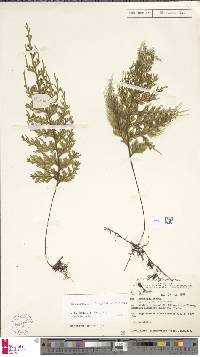Image of Hymenophyllum longifolium