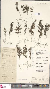 Hymenophyllum javanicum image