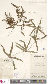Lygodium dimorphum image