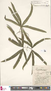 Lygodium longifolium image