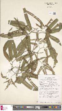 Image of Lygodium dimorphum