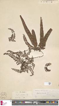 Lygodium dimorphum image