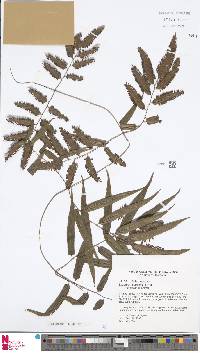 Lygodium flexuosum image