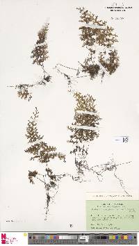 Hymenophyllum penangianum image
