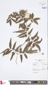 Lygodium flexuosum image