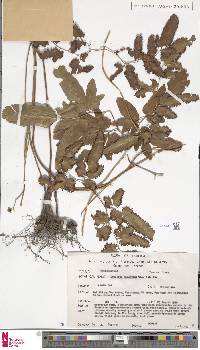 Lygodium yunnanense image