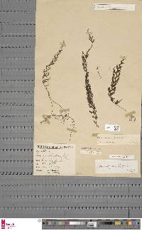 Hymenophyllum edentulum image