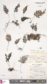 Hymenophyllum villosum image
