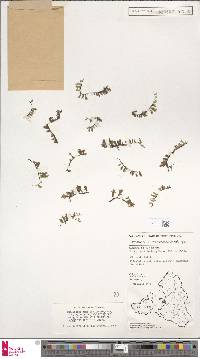 Didymoglossum mindorense image