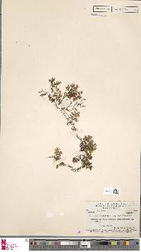 Image of Hymenophyllum laminatum