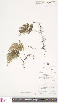 Hymenophyllum sanguinolentum image