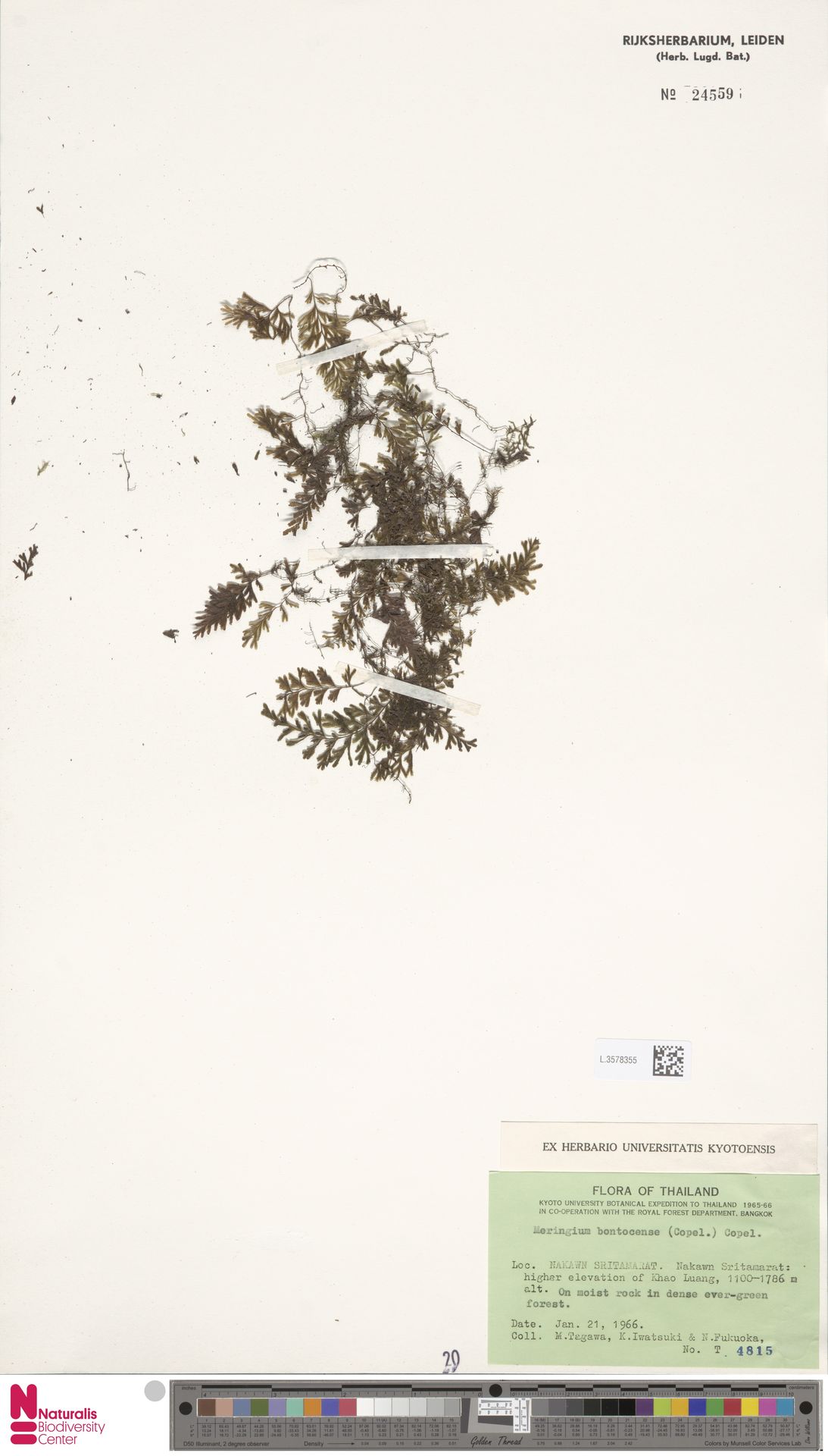 Hymenophyllum bontocense image