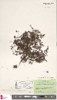Image of Hymenophyllum edentulum