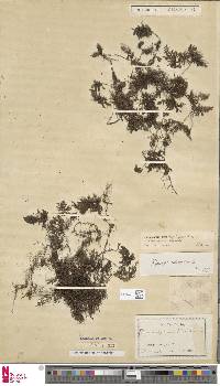 Hymenophyllum denticulatum image