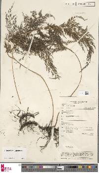 Onychium japonicum image