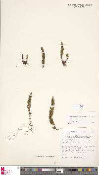 Hymenophyllum bryophilum image