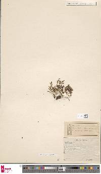 Hymenophyllum blandum image