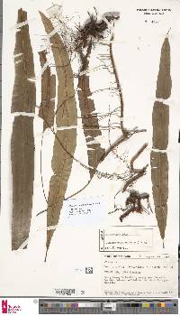 Oleandra musifolia image