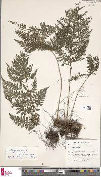 Image of Lastreopsis tripinnata