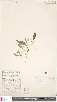 Ophioglossum azoricum image
