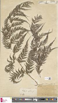 Pteris pallens image