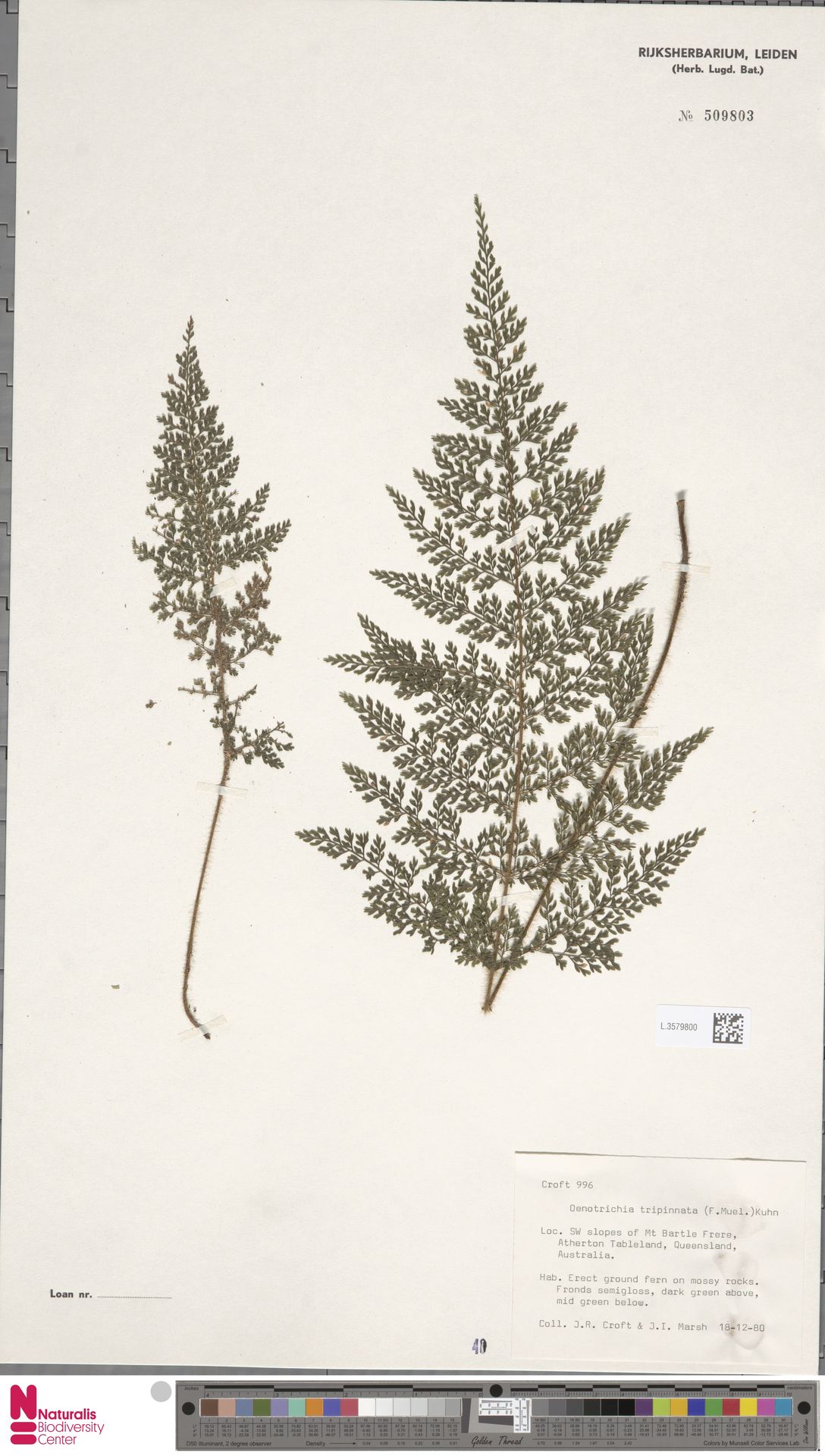 Lastreopsis tripinnata image