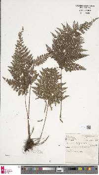 Lastreopsis tripinnata image