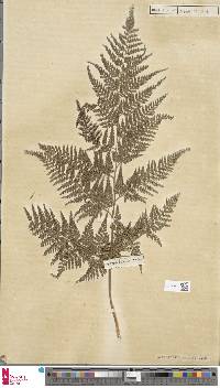 Pteris pallens image