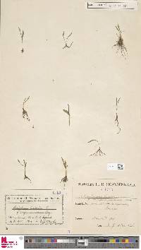 Image of Ophioglossum lusitanicum