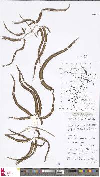 Lygodium circinnatum image