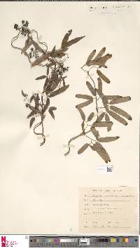 Lygodium articulatum image