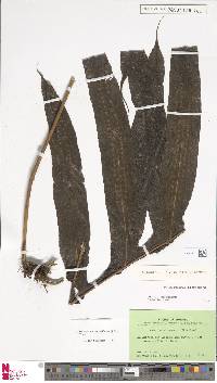 Phymatosorus membranifolius image