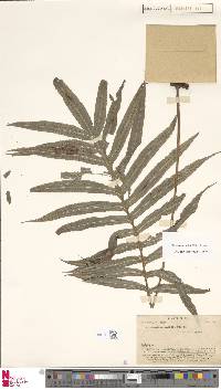 Image of Phymatosorus parksii