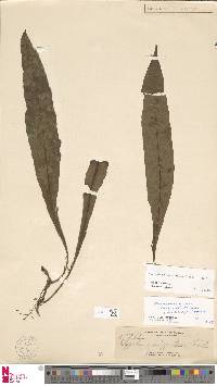 Image of Microsorum monstrosum
