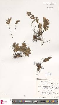Image of Cheilanthes inaequalis