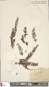 Image of Hymenophyllum acutum