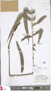 Image of Reholttumia pergamacea