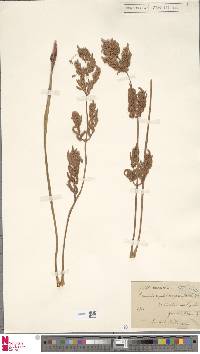 Osmunda japonica image