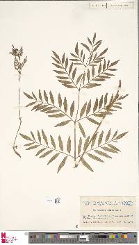 Osmunda lancea image