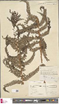 Polystichum mucronifolium image