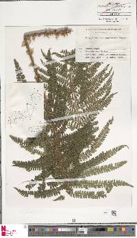 Polystichum retrosopaleaceum image